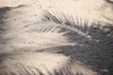 Hindistan cevizi tropikal yapraklarının gölgesi 