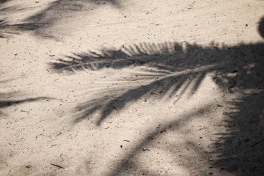 Hindistan cevizi tropikal yapraklarının gölgesi 