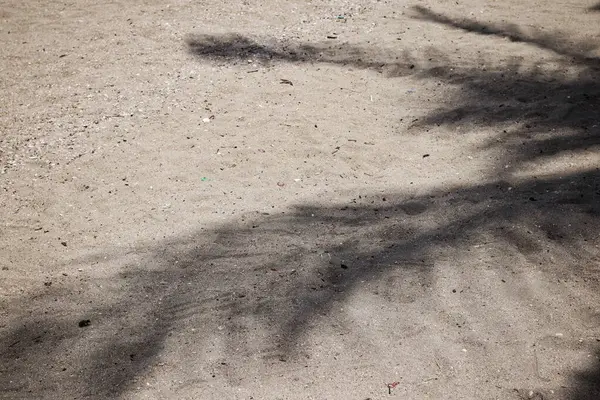 Hindistan cevizi tropikal yapraklarının gölgesi 