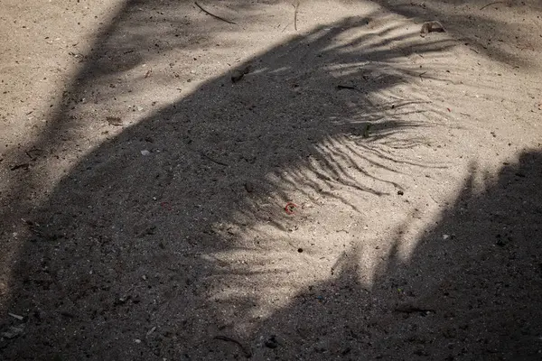 Hindistan cevizi tropikal yapraklarının gölgesi 