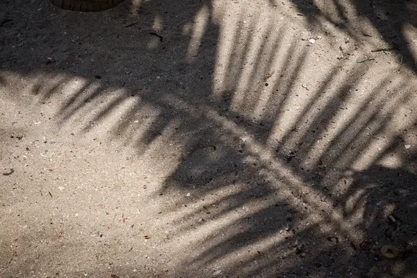 Hindistan cevizi tropikal yapraklarının gölgesi 