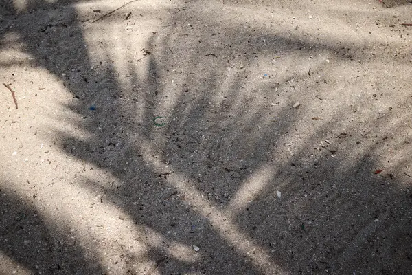 Hindistan cevizi tropikal yapraklarının gölgesi 