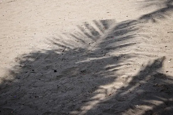 Hindistan cevizi tropikal yapraklarının gölgesi 