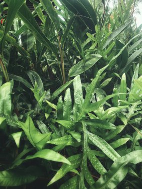 Yeşil tropikal yaprakların güzelliği bitki arka planı veya dokusu