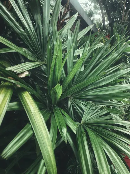 Yeşil tropikal yaprakların güzelliği bitki arka planı veya dokusu