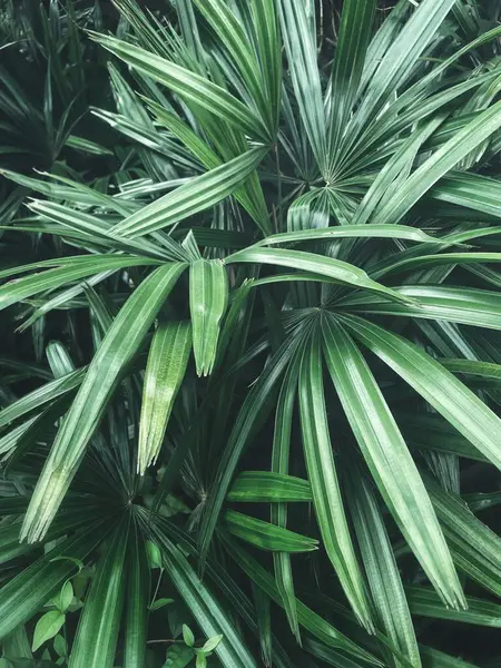 Yeşil tropikal yaprakların güzelliği bitki arka planı veya dokusu