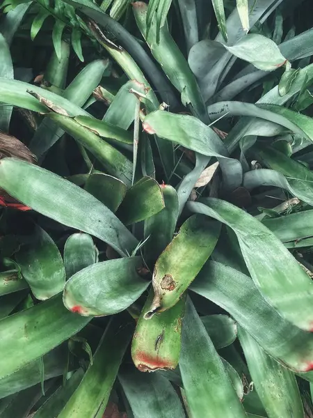 Yeşil tropikal yaprakların güzelliği bitki arka planı veya dokusu