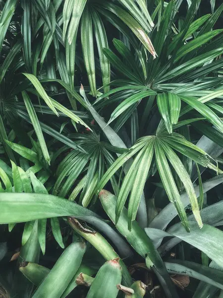 Yeşil tropikal yaprakların güzelliği bitki arka planı veya dokusu