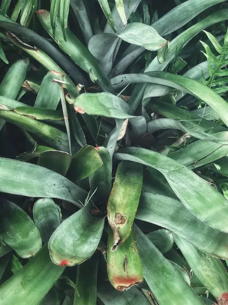 Yeşil tropikal yaprakların güzelliği bitki arka planı veya dokusu