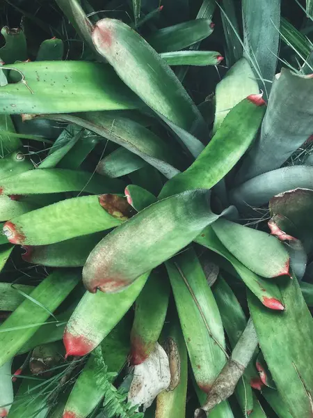 Yeşil tropikal yaprakların güzelliği bitki arka planı veya dokusu