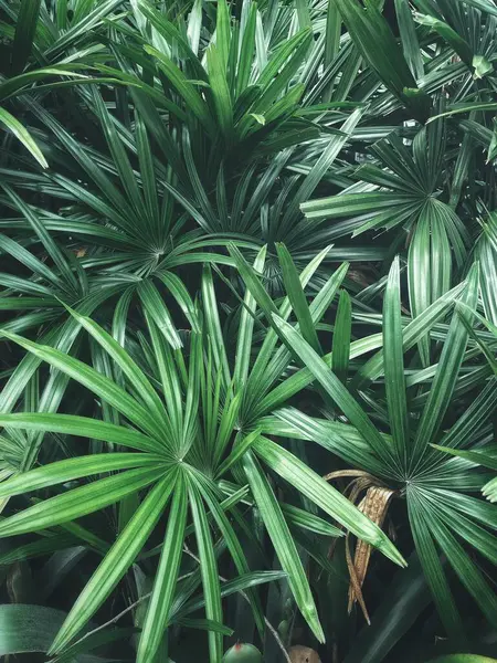 Yeşil tropikal yaprakların güzelliği bitki arka planı veya dokusu
