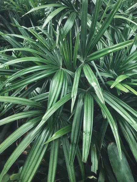Yeşil tropikal yaprakların güzelliği bitki arka planı veya dokusu