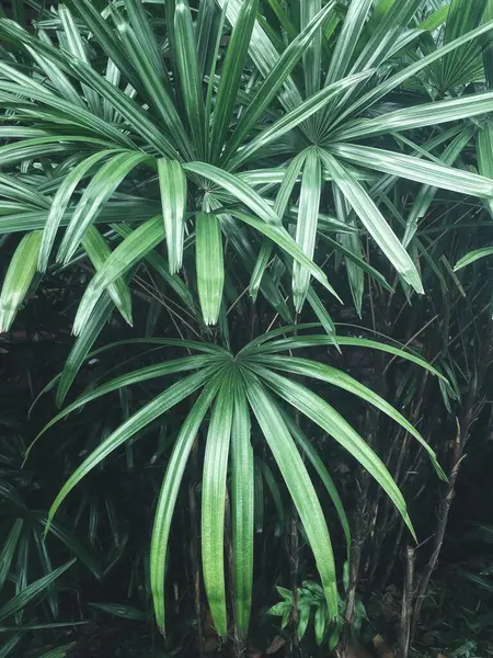 Yeşil tropikal yaprakların güzelliği bitki arka planı veya dokusu