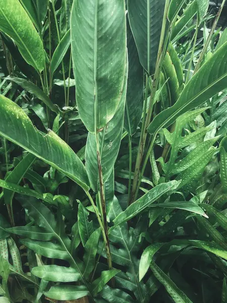 Yeşil tropikal yaprakların güzelliği bitki arka planı veya dokusu