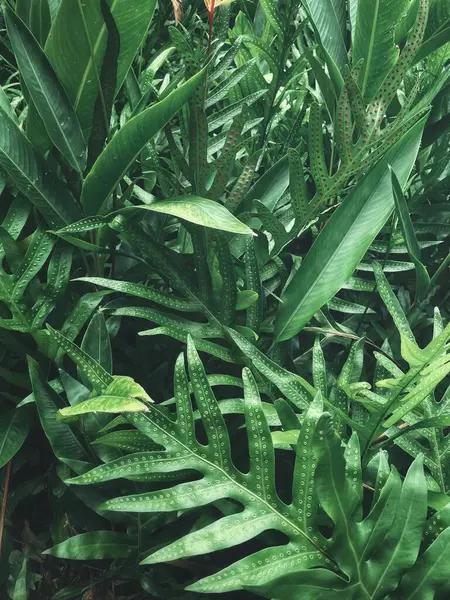 Yeşil tropikal yaprakların güzelliği bitki arka planı veya dokusu