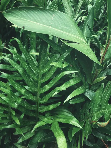 Yeşil tropikal yaprakların güzelliği bitki arka planı veya dokusu