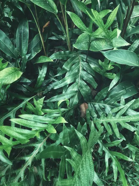 Yeşil tropikal yaprakların güzelliği bitki arka planı veya dokusu