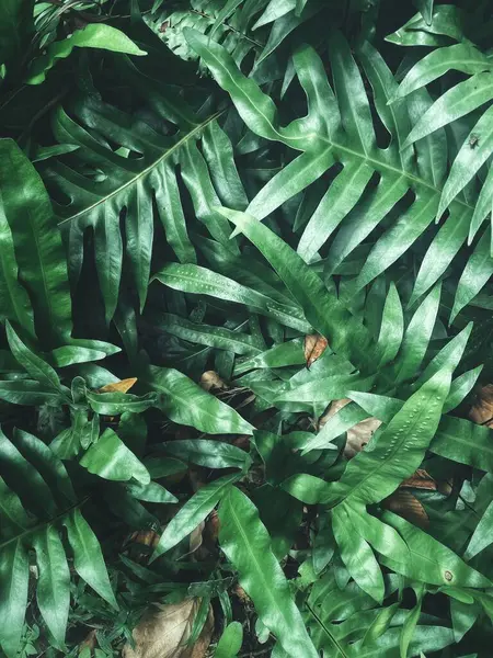 Yeşil tropikal yaprakların güzelliği bitki arka planı veya dokusu