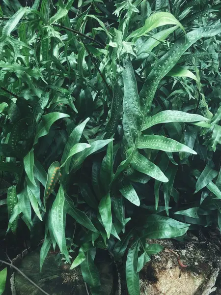 Yeşil tropikal yaprakların güzelliği bitki arka planı veya dokusu