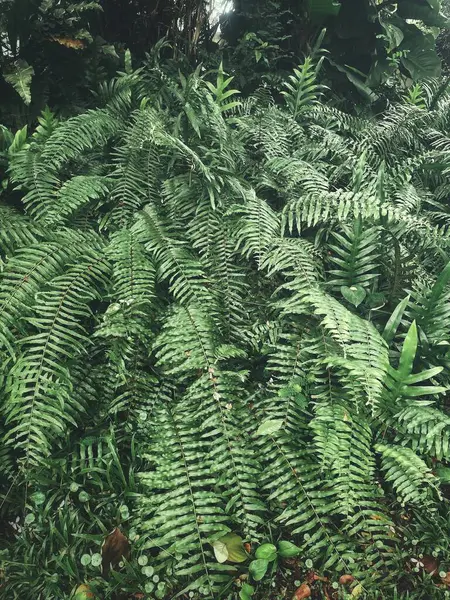 Yeşil tropikal yaprakların güzelliği bitki arka planı veya dokusu