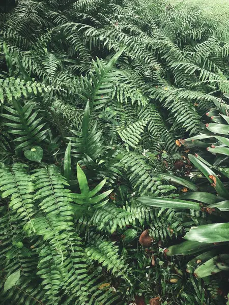 Yeşil tropikal yaprakların güzelliği bitki arka planı veya dokusu