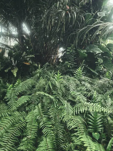 Yeşil tropikal yaprakların güzelliği bitki arka planı veya dokusu