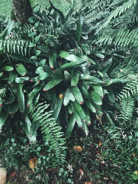 Yeşil tropikal yaprakların güzelliği bitki arka planı veya dokusu