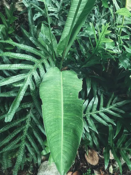 Yeşil tropikal yaprakların güzelliği bitki arka planı veya dokusu