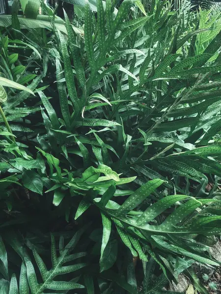 Yeşil tropikal yaprakların güzelliği bitki arka planı veya dokusu