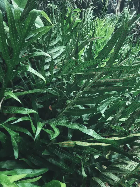 Yeşil tropikal yaprakların güzelliği bitki arka planı veya dokusu