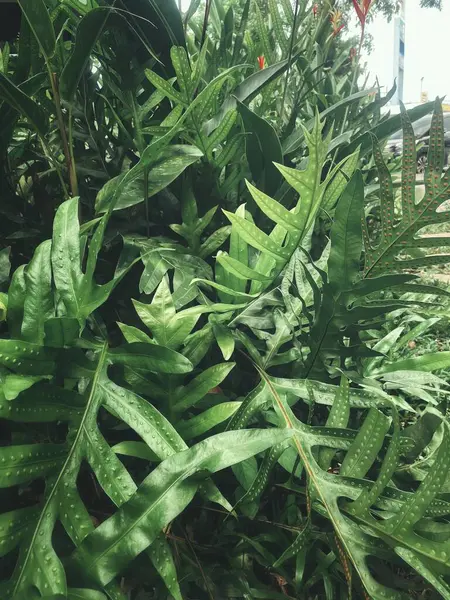 Yeşil tropikal yaprakların güzelliği bitki arka planı veya dokusu