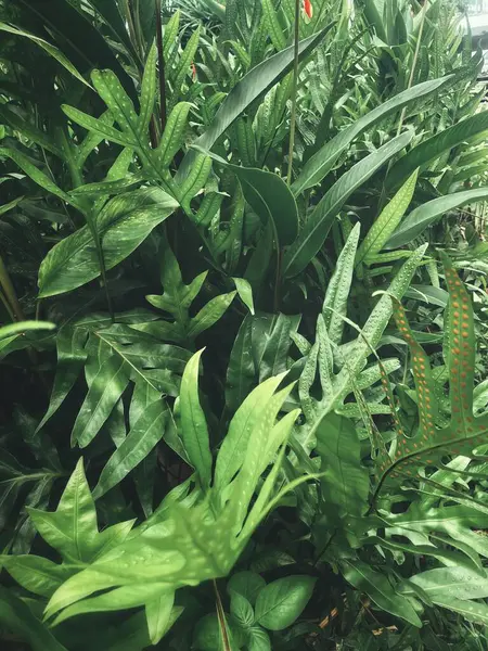 Yeşil tropikal yaprakların güzelliği bitki arka planı veya dokusu