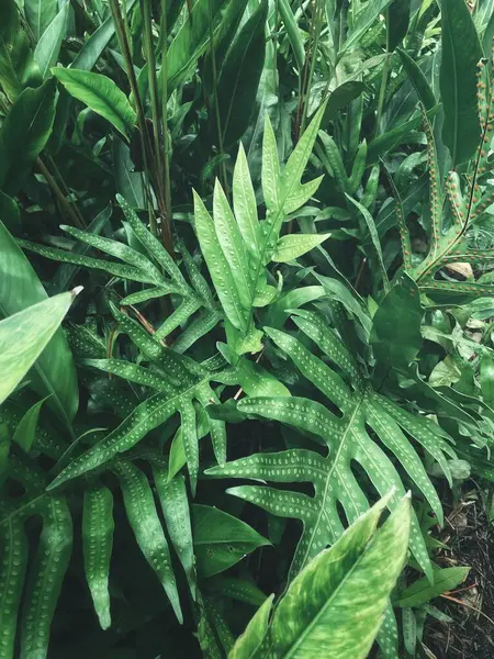 Yeşil tropikal yaprakların güzelliği bitki arka planı veya dokusu