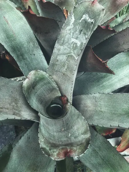 Yeşil tropikal yaprakların güzelliği bitki arka planı veya dokusu