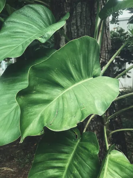 Yeşil tropikal yaprakların güzelliği bitki arka planı veya dokusu