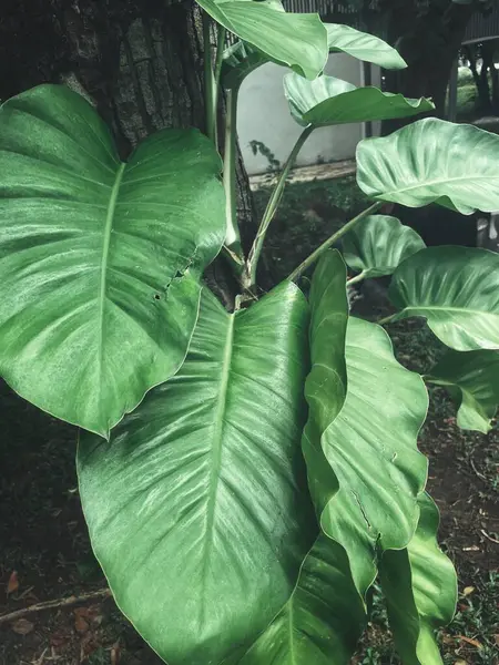Yeşil tropikal yaprakların güzelliği bitki arka planı veya dokusu