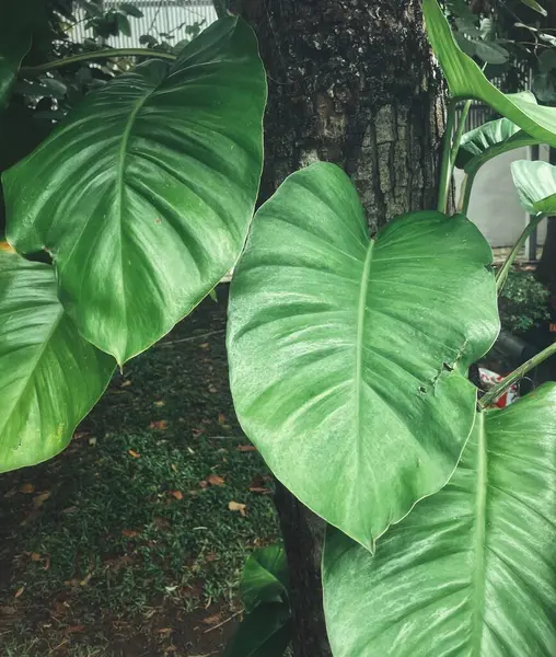 Yeşil tropikal yaprakların güzelliği bitki arka planı veya dokusu