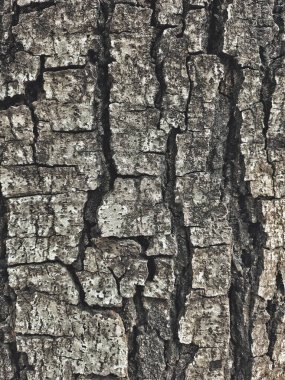 Kahverengi ağaç kabuğuna yakın.