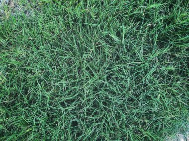 Taze yeşil çimen bitki arka planı