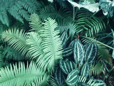 Eğreltiotu yapraklarının güzelliği