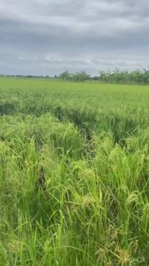 Yeşil eko pirinç tarlası manzarası