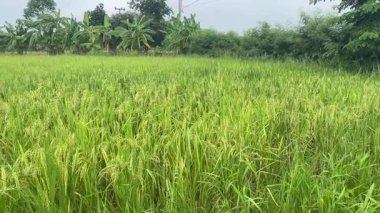 Yeşil eko pirinç tarlası manzarası