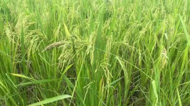 Yeşil eko pirinç tarlası manzarası