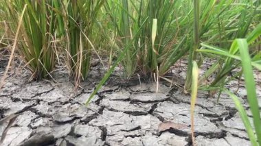 Eko çatlamış kuru zemin dokusu