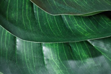 Yeşil tropikal yaprakların güzelliği yapay arka plan