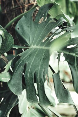 Yeşil tropikal yaprakların güzelliği bitki arka planı veya dokusu