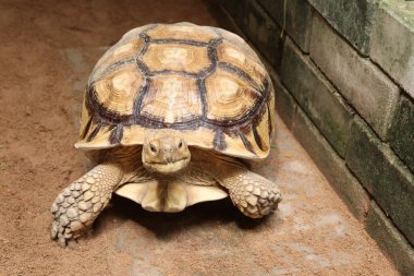 Afrika sulcata kaplumbağası kumlu zeminde