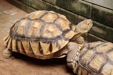 Afrika sulcata kaplumbağası kumlu zeminde