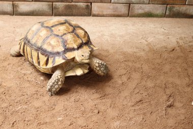 Afrika sulcata kaplumbağası kumlu zeminde