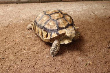 Afrika sulcata kaplumbağası kumlu zeminde